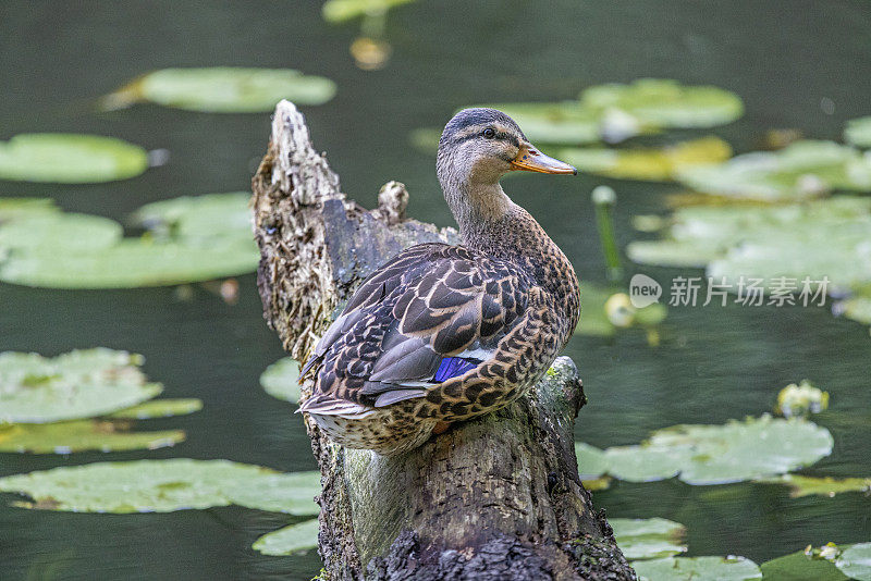 年轻的雄性绿头鸭坐在树根上