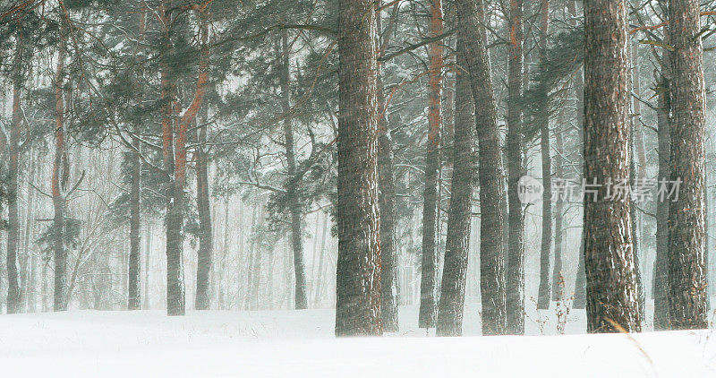 4K美丽的雪林在冬季霜冻日与积雪覆盖。雪在冬天霜树林松树树干。下雪的天气。冬季针叶林。大风天的暴风雪。大风大雪天气。全景