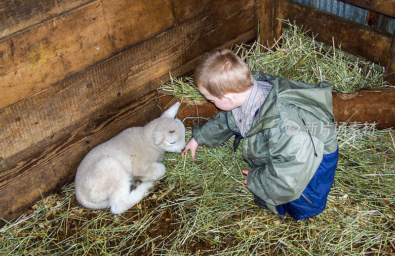 小男孩让小羊闻他的手