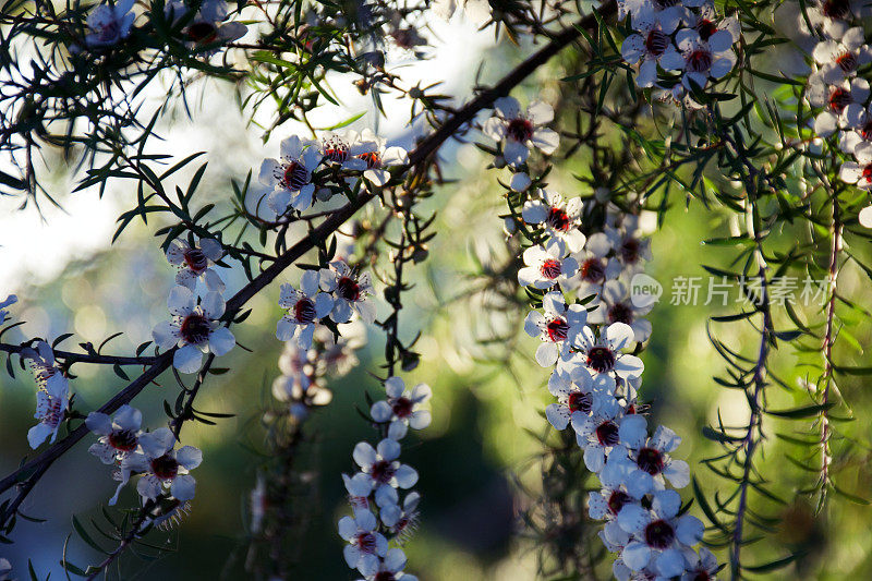 美丽的麦卢卡(细端精属)花