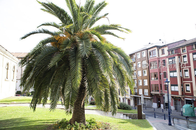 西班牙小镇上的棕榈树和公寓楼