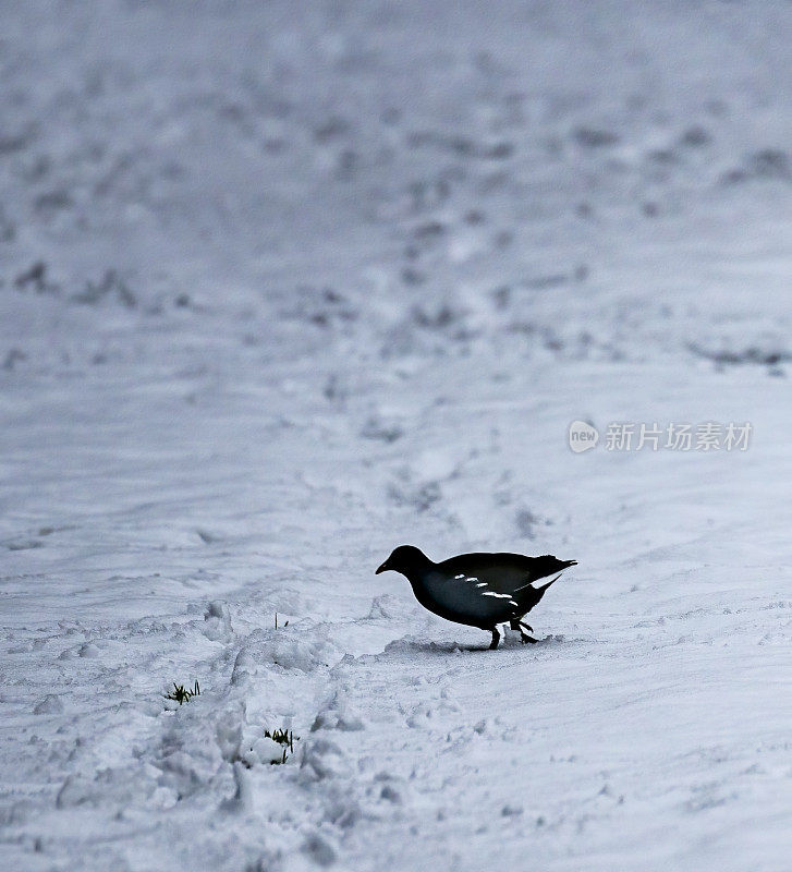 莫尔亨在雪地里