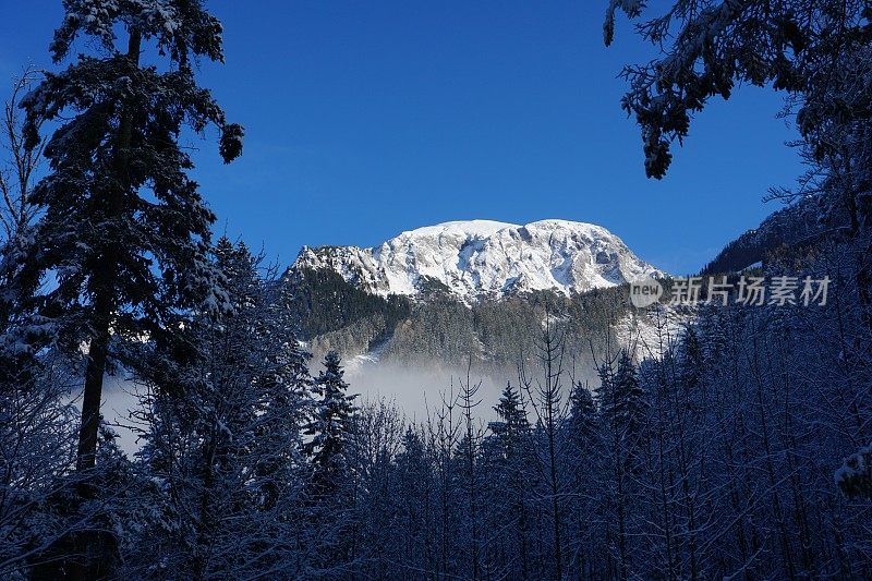 上巴伐利亚州贝希特斯加登的雪山和针叶林。冬天的巴伐利亚阿尔卑斯山和脚下的针叶林就像一堵墙。