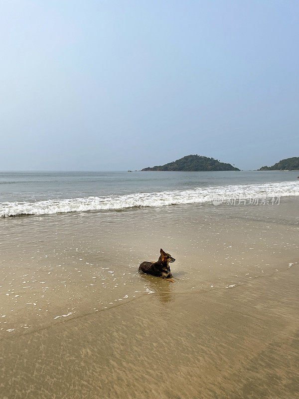 印度野生流浪狗躺在潮湿的沙滩上的图像，退潮时海水的边缘，杂种狗坐着海浪退潮和流动，海边的潮汐，重点在前景