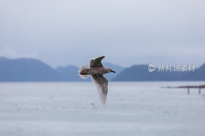 海鸥飞