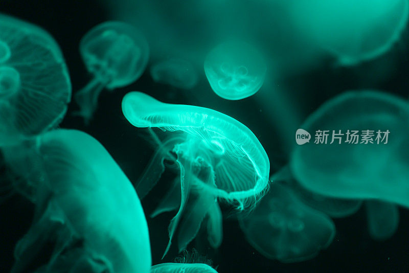 美丽的水母与霓虹辉光效果的公共水族馆与黑暗的背景。抽象背景或海洋生物微距照片概念。