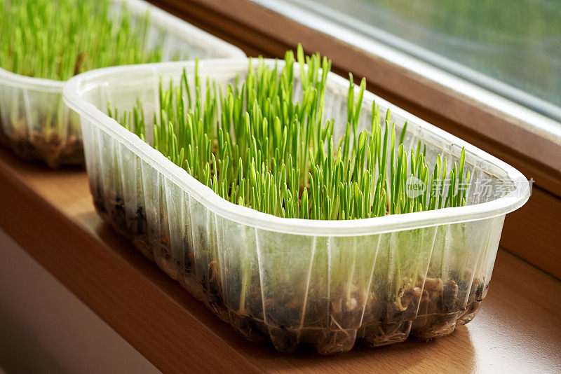 年幼的青稞草生长在家里靠近窗户的地方