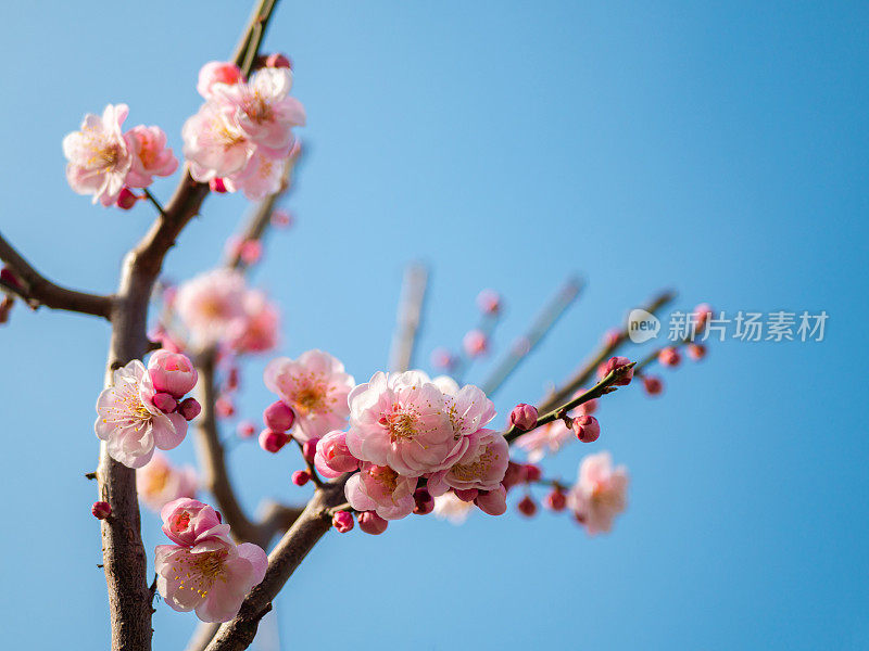 梅花在春天含苞