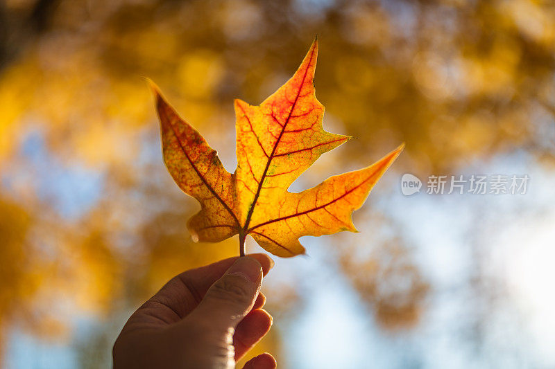 在背光下拿着烟树叶子