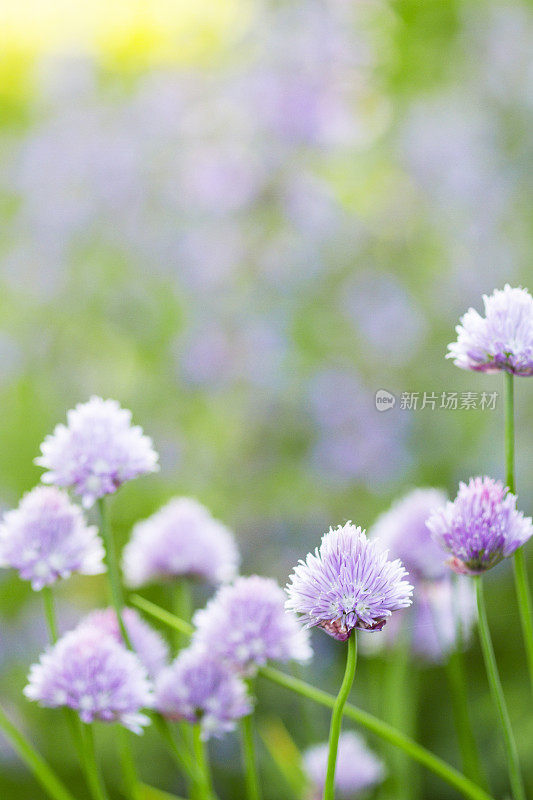 微距照片韭菜花与复制空间