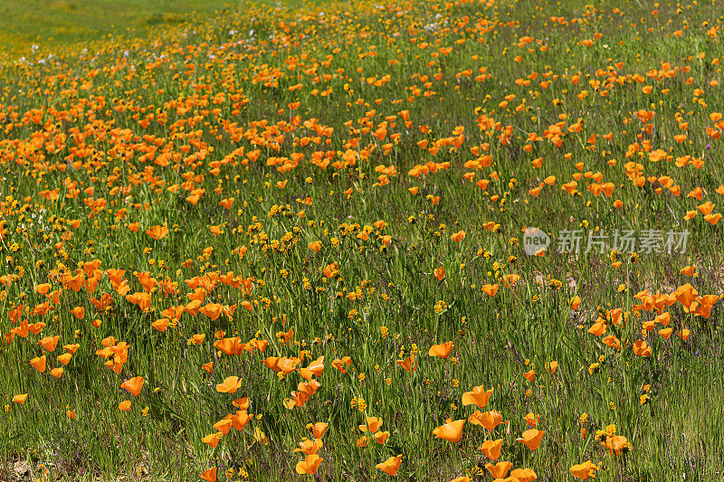 盛开的加州野花的广阔视野