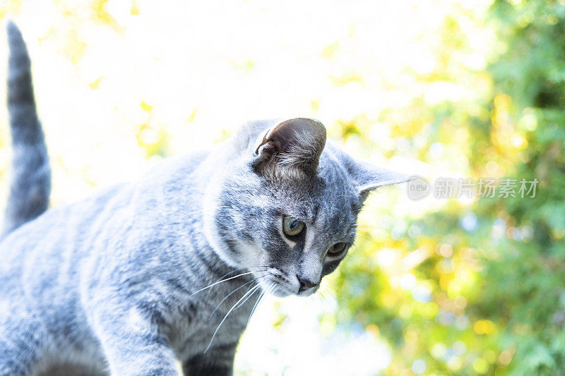 可爱的灰色斑猫小猫在一个小屋的屋顶上