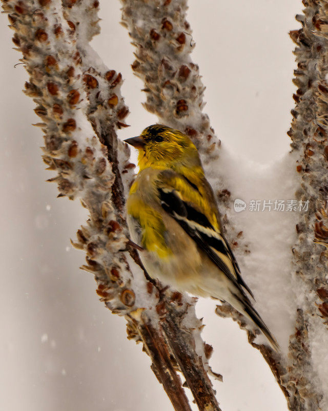 美国金翅雀照片和图像。金翅雀栖息在冬季风暴和飘落的雪中，以雪为背景在它的环境和栖息地周围。芬奇的肖像。