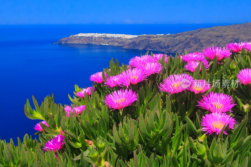 粉红色的冰植物，海和伊亚，圣托里尼岛，希腊