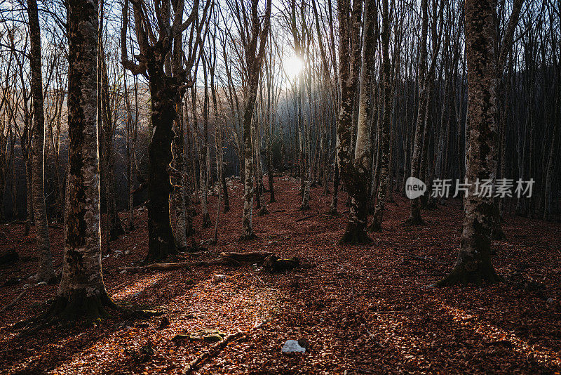 落叶林的冬天:山毛榉树