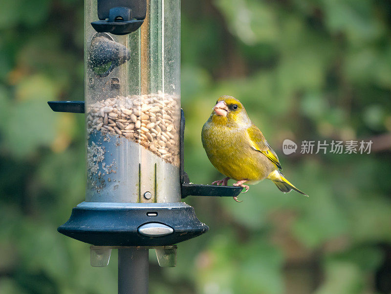 绿腹小金翅雀，雄性正在鸟类种子喂食器上进食