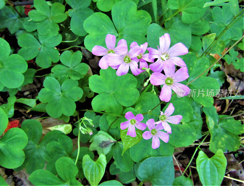 日本。五月底。紫百合的花。