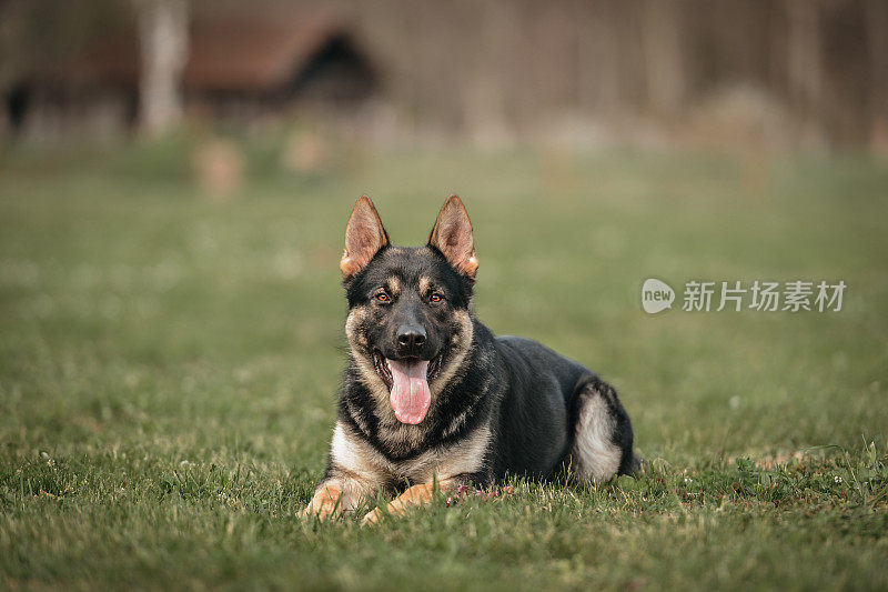 躺在户外的年轻德国牧羊犬