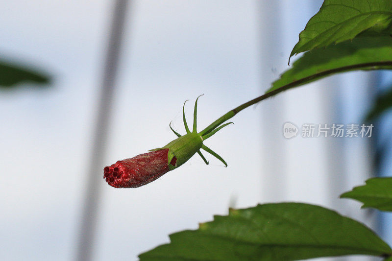 芙蓉蔷薇花