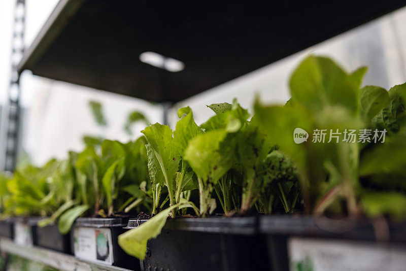 当地花园中心的绿色植物特写