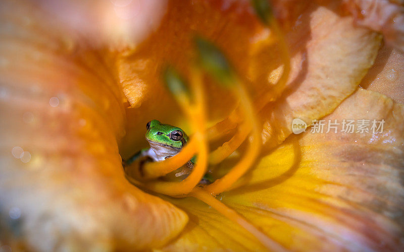 花上的绿色青蛙