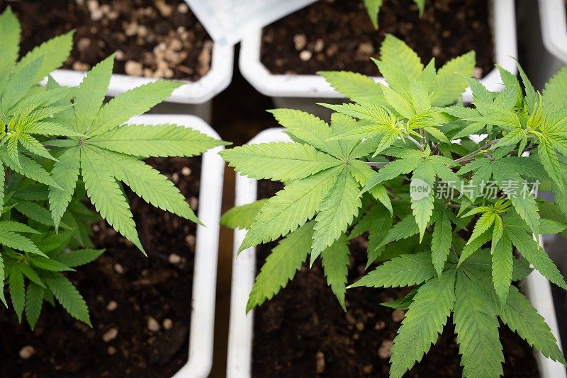 满足大麻植物种植效果的疗效室内农场。