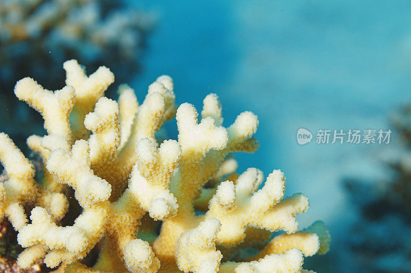 海洋生物珊瑚礁水下照片珊瑚红海