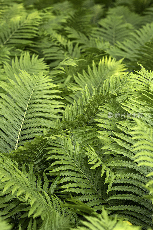 蕨类植物的背景