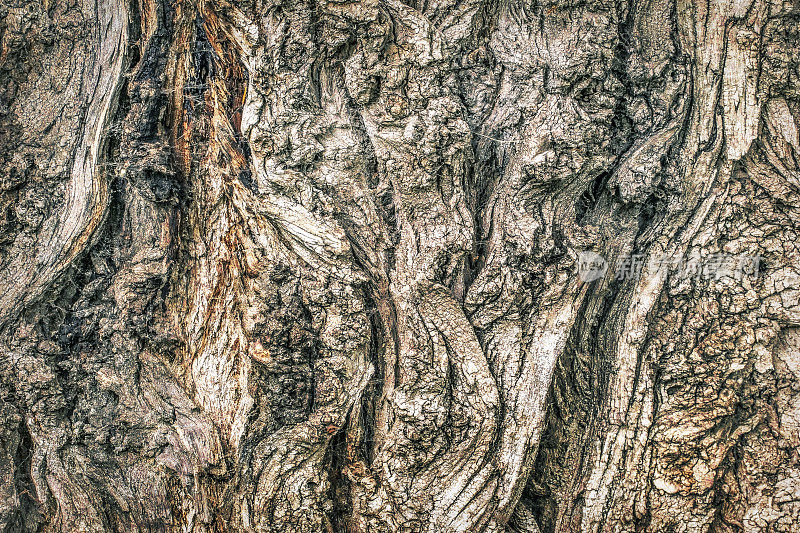 高分辨率抽象小背景纹理描绘了一个古老的深沟杨树树皮与地衣生长和蜘蛛网细丝的细节