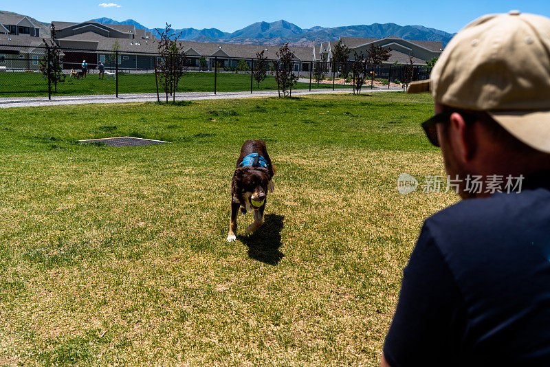 在热闹的狗狗公园里，一个穿着黑色衬衫和灰色短裤的男人愉快地与他的毛茸茸的伙伴互动，这是一只柯利牧羊犬和澳大利亚牧羊犬的混合体，棕色和浅黄色的皮毛混合在一起。