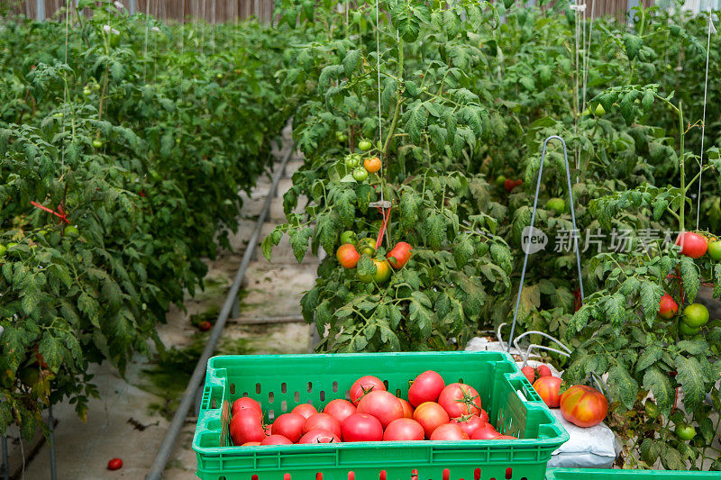 在温室里收获多汁的西红柿