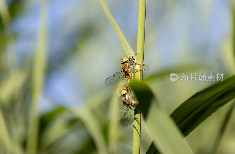 两只雌蜻蜓站在叶子上。