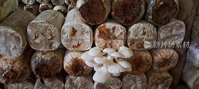 生在木屑中的平菇或平菇