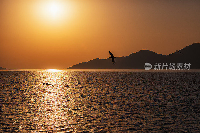 海鸥与大海