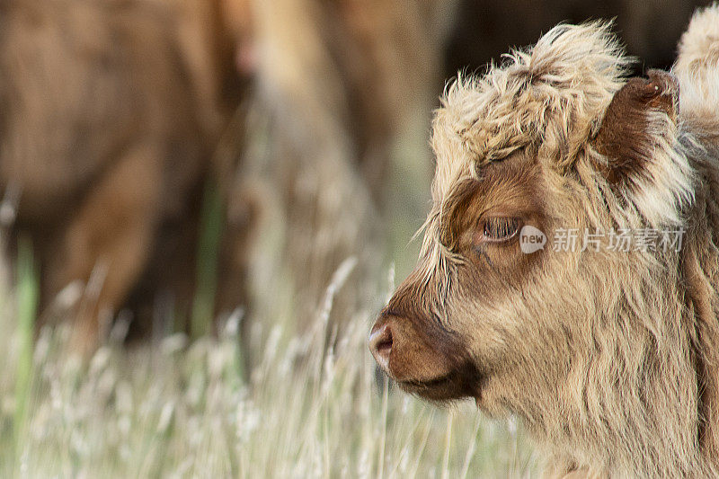 苏格兰高地牛，看着镜头的小动物