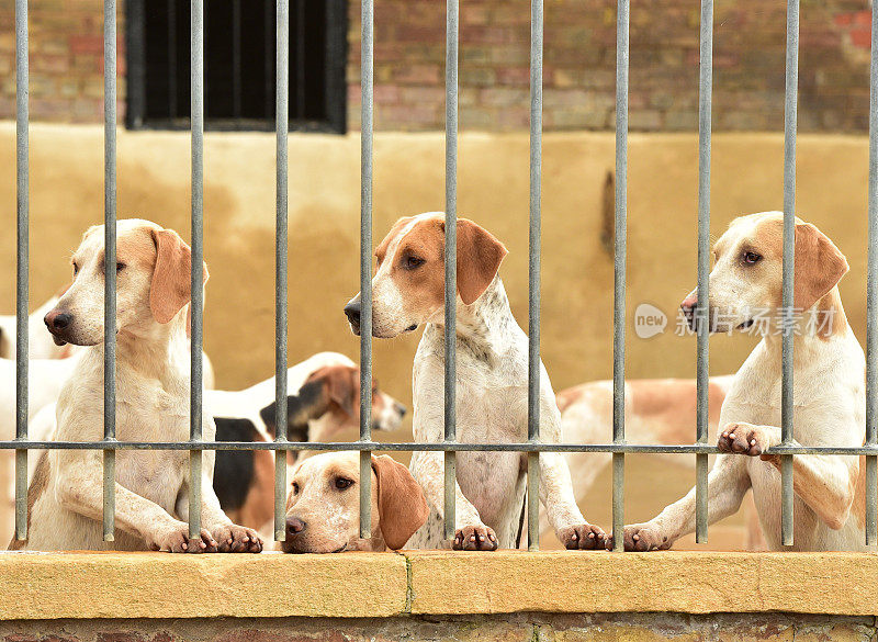 英国猎狐犬