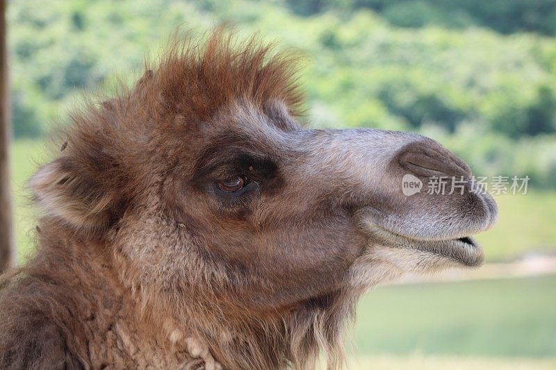 美国俄亥俄州开放动物园里的动物-野外-双峰骆驼-双峰骆驼