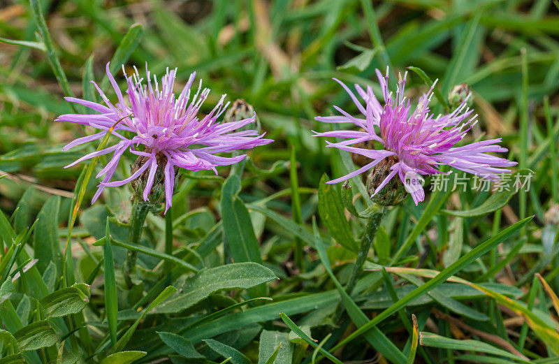 斑点Knapweed，半人马花，外来，苏必利尔湖国家森林，靠近纽伯里，上半岛，密歇根州，来自东欧，菊科