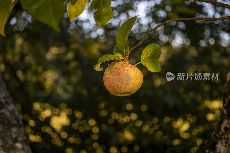 苹果的香味