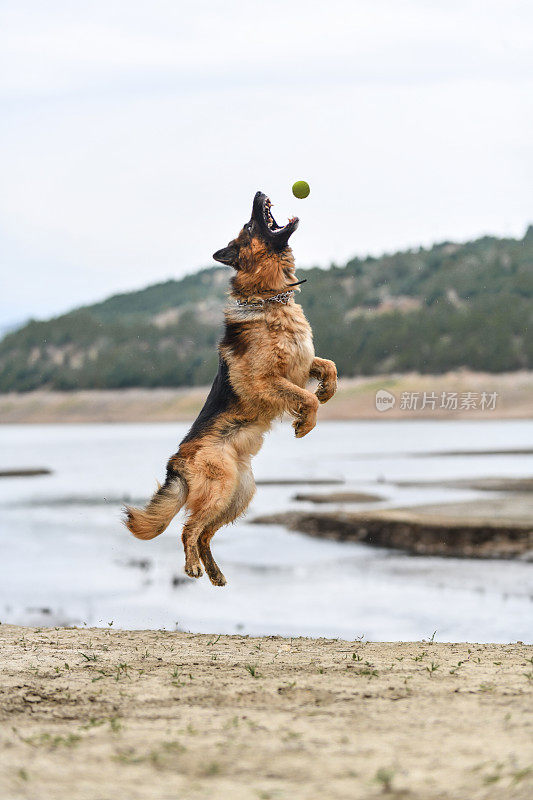 德国牧羊犬跳起来接网球