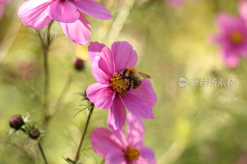 大黄蜂在粉红色的宇宙花上