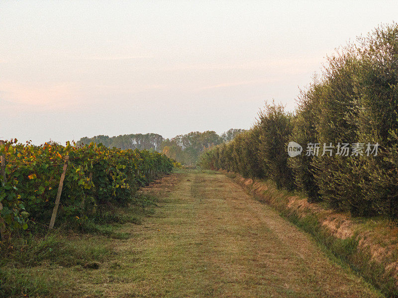 托斯卡纳的橄榄园和葡萄园