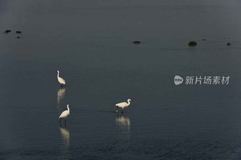 湿地苍鹭在夕阳下觅食