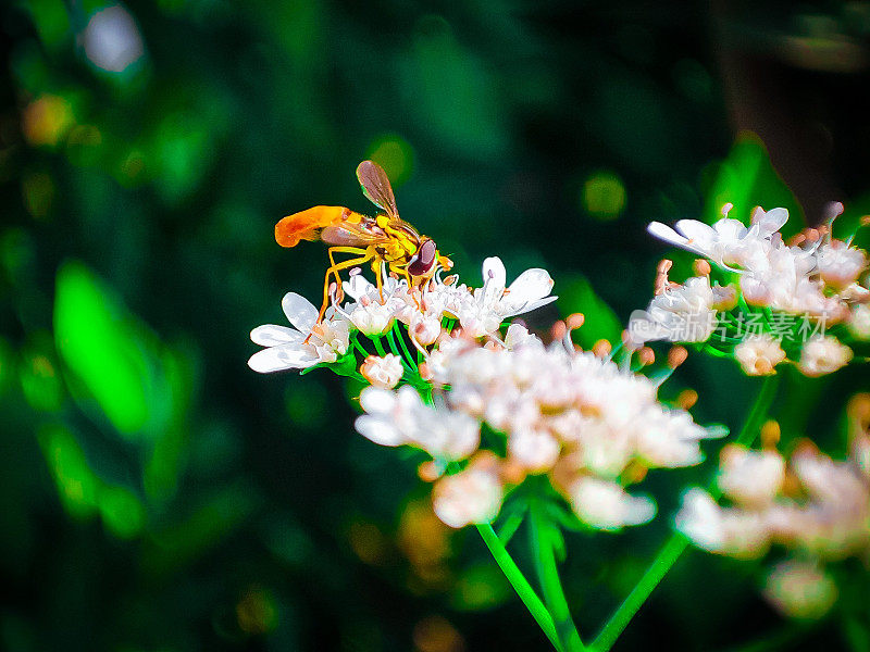 一只小蜜蜂坐在一朵白花上