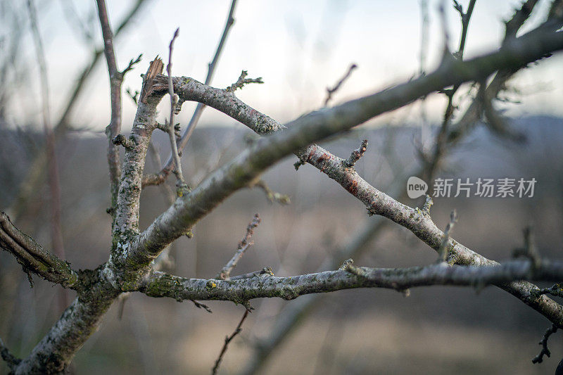 一根折断的树枝