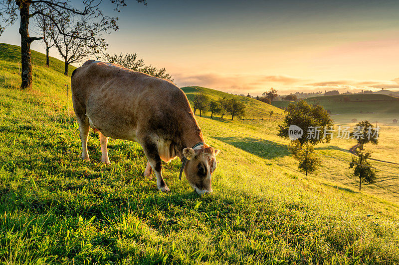 在瑞士宁静的村庄里，奶牛在连绵起伏的山上吃草