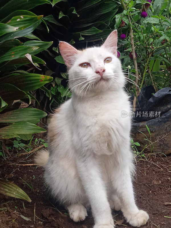 白色的毛茸茸的猫在花园里