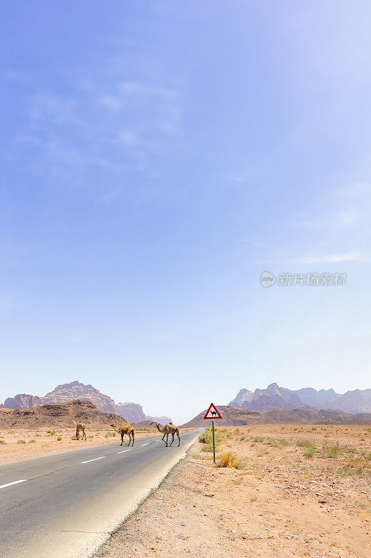 骆驼在约旦的瓦迪拉姆过马路