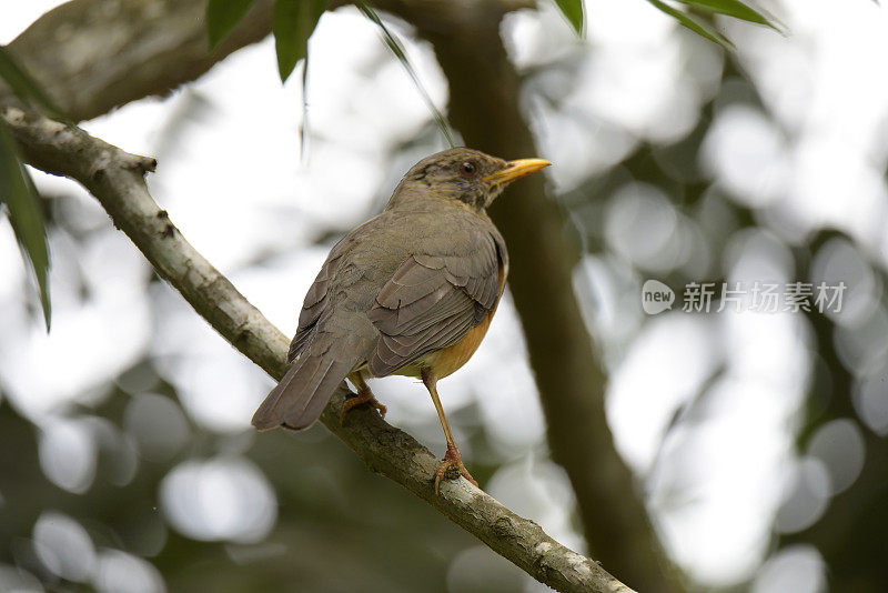 非洲画眉