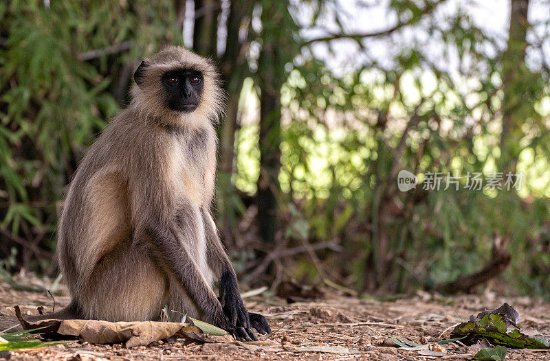 印度拉贾斯坦邦Ranthambore国家公园的野生北部平原灰叶猴群